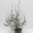 Corokia 'Wire-netting bush'-thumbnail