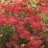 Punakärsämö - Achillea millefolium 'Paprika'-thumbnail