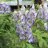Kirjoukonhattu – Aconitum x cammarum bicolor-thumbnail