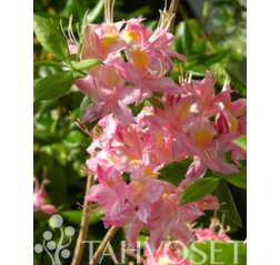 Adalmina Puistoatsalea FinE (Rhododendron 'Adalmina') 3 L-thumbnail