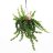 Soihtuköynnös (aeschynanthus 'rasta')-thumbnail