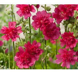 Tarhasalkoruusu - Alcea rosea 'Carmine Rose'-thumbnail