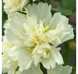 Tarhasalkoruusu - Alcea rosea 'Lemon'-thumbnail