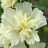 Alcea rosea 'Lemon'-thumbnail