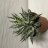 Aloe vera-thumbnail