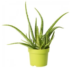 Aloe vera-thumbnail