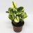 Peperomia obtusifolia about 30 cm-thumbnail