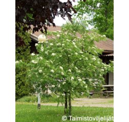 Amerikanpihlaja (Sorbus americana)-thumbnail