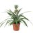 Ananas comosus about 40 cm-thumbnail