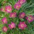 Amerikanvuokko - Anemone multifida 'Annebelle Deep Rose'-thumbnail