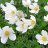 Anemone sylvestris-thumbnail