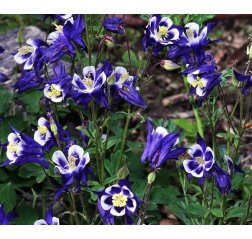 Aquilegia vulgaris 'Winky Blue & White`-thumbnail