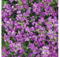 Kevätpitkäpalko - Arabis blepharophylla 'Rose Delight'-thumbnail