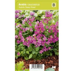 Kaukasianpitkäpalko - Arabis caucasica 'Aubris Deep Rose'-thumbnail