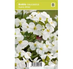 Kaukasianpitkäpalko - Arabis caucasica 'Aubris White'-thumbnail