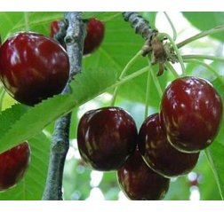 Prunus cerasus 