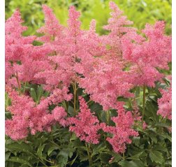 Astilbe arendsii ‘Astary Pink’-thumbnail