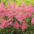 Astilbe arendsii ‘Astary Pink’-thumbnail