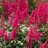 Astilbe arendsii ‘Fanal’-thumbnail
