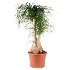 Ponytail Palm (Beaucarnea recurvata) over 100 cm-thumbnail