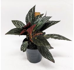 Begonia hatacoa var. Rubrifolia p.12-thumbnail