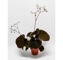 Begonia masoniana p 15-thumbnail