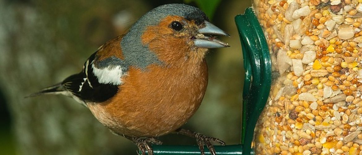 Feeding birds-thumbnail