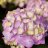 Bloom Star™ Jalohortensia (Hydrangea macrophylla 'Bloom Star') 3 L-thumbnail