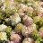 Hydrangea paniculata BOBO® 'ILVOBO' 3 L-thumbnail
