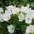 Campanula carpatica 'Weisse Clips'-thumbnail