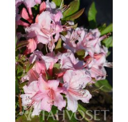 Candy Lights™' Revontuliatsalea (Rhododendron Lights-Ryhmä 'Candy Lights™') 3 L-thumbnail