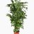 Burmaneväpalmu (Caryota mitis) p 19-thumbnail