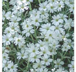 Valkohärkki - Cerastium tomentosum 'Silberteppich'-thumbnail