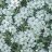 Valkohärkki - Cerastium tomentosum 'Silberteppich'-thumbnail