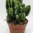 Cereus Peruvianus Florida 'Kaktus' p.6-thumbnail