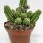 Chamaecereus Ubink Cerise p. 6-thumbnail