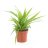 Spider plant Chlorophytum com. lemon p 12-thumbnail