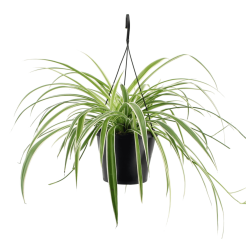 Rönsylilja (Chlorophytum com. variegatum) amppelissa-thumbnail