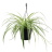 Spider plant Chlorophytum com. variegatum in ampel-thumbnail