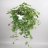 Cissus rhombifolia ‘Ellen Danica’ P 17-thumbnail