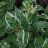 Diervilla sessilifolia 'Cool Splash'-thumbnail
