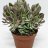 Crassula Swaziensis 'Rahapuu' p.11-thumbnail