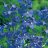 Jaloritarinkannus - Delphinium belladonna 'Bellamosum'-thumbnail