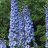 Jaloritarinkannus - Delphinium Magic Fountains 'Sky Blue'-thumbnail