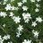 Ketoneilikka - Dianthus deltoides ‘Albiflorus’-thumbnail