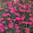 Ketoneilikka - Dianthus deltoides ‘Brilliant’-thumbnail