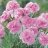 Sulkaneilikka - Dianthus plumarius 'Double Rose'-thumbnail
