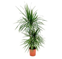 Traakkipuu (Dracaena marginata) n. 50 cm-thumbnail