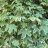 Drummondii Kirjovaahtera (Acer platanoides 'Drummondii.)-thumbnail