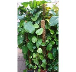 Dragon tail plant with support 150 cm-thumbnail